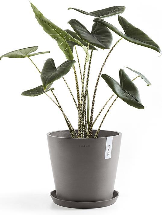 Immagine prodotto Ecopots Saucer Round