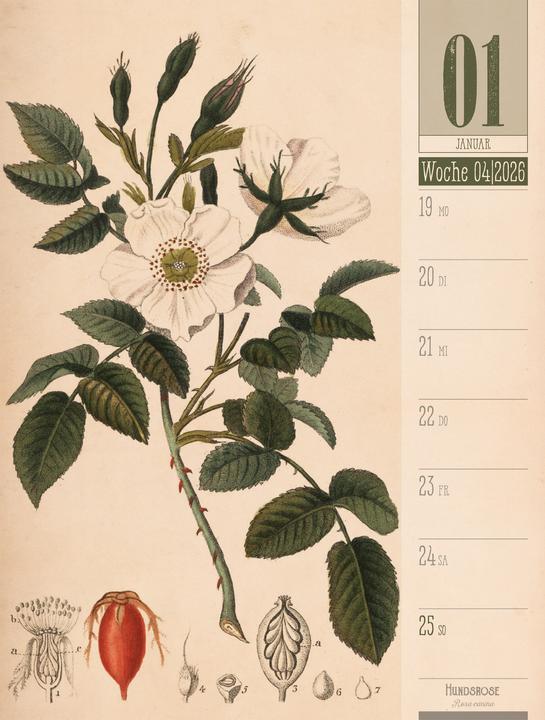 Produktbild Culinarium - Küche, Kräuter, Kurioses - Vintage Wochenplaner Kalender 2026 (25 x 33 cm, Harter Einband, Deutsch)