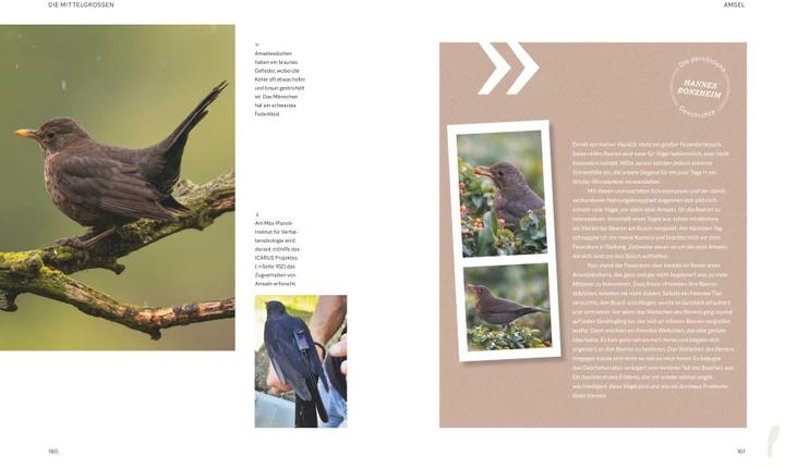 Produktbild Die magische Welt unserer Vögel (Deutsch, Matthias Futterer, Hannes Bonzheim, 2022)