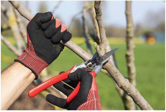 Actual product image Felco Gardening glove (M)