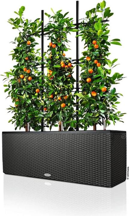 Image du produit Lechuza Trio Cottage (32 cm)
