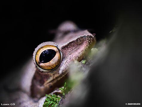 Produktbild Panasonic Dc-G9 (20 Mpx, Micro Four Thirds)