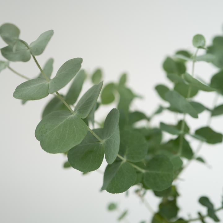 Immagine prodotto Plant in a Box Eucalipto Pulverulenta - Set di 6 Eucalipti dalle foglie d'argento (25 cm)