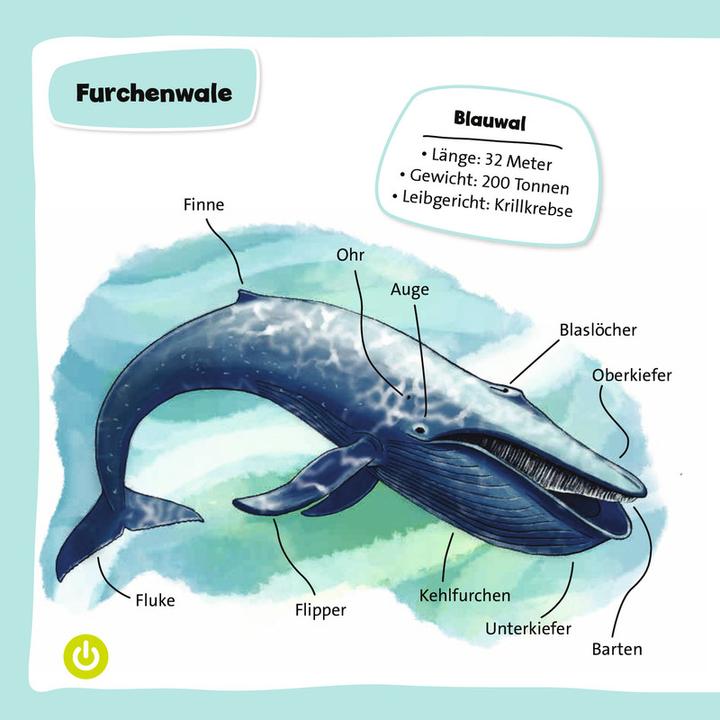 Produktbild tiptoi Wale und Delfine (Deutsch, Johanna Prinz, Katharina Wieker)