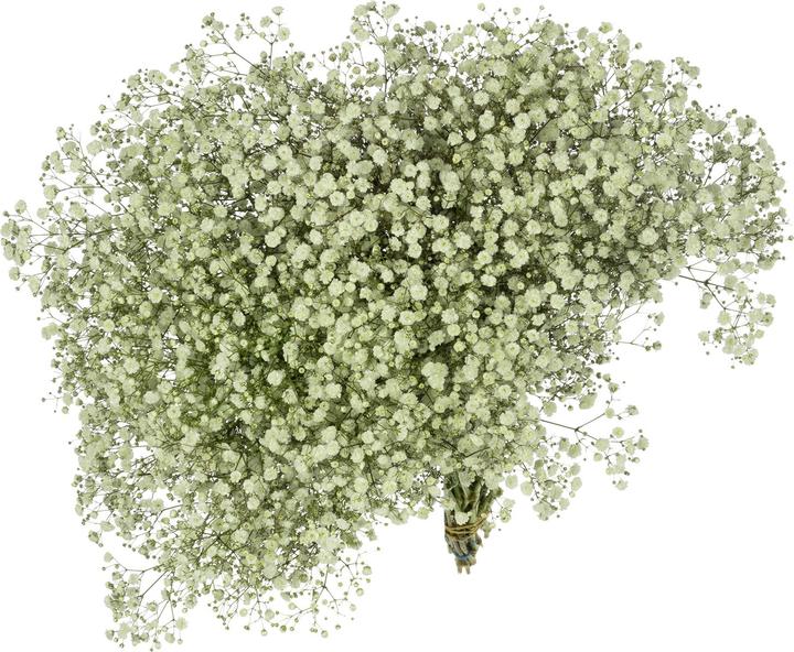 Image du produit Flowerbox Bouquet de gypsophile - Gypsophila paniculata Xlence (Fleurs coupées)