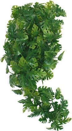 Actual product image Komodo Plant Split Philodendron