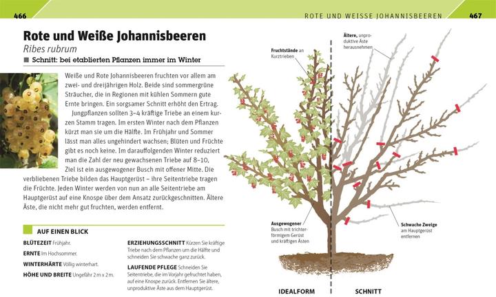 Produktbild Gartenwissen Pflanzenschnitt (Deutsch, Andrew Mikolajski, 2021)