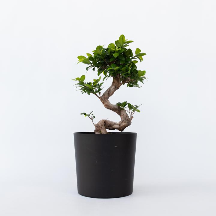 Produktbild Plant in a Box Ficus microcarpa Ginseng - S- Shape Bonsai (65 cm)