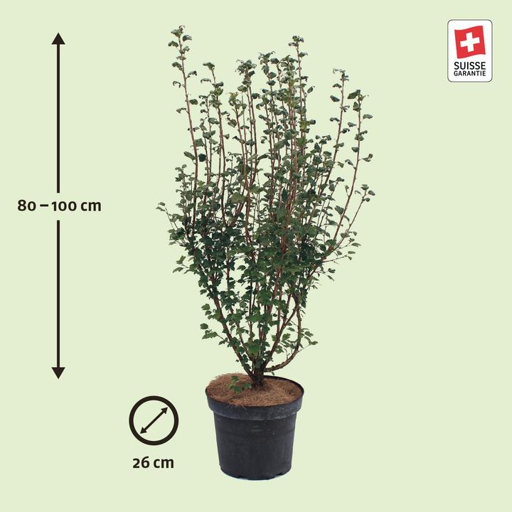 Produktbild Zulauf Alpen-Johannisbeere / Ribes alpinum (100 cm)
