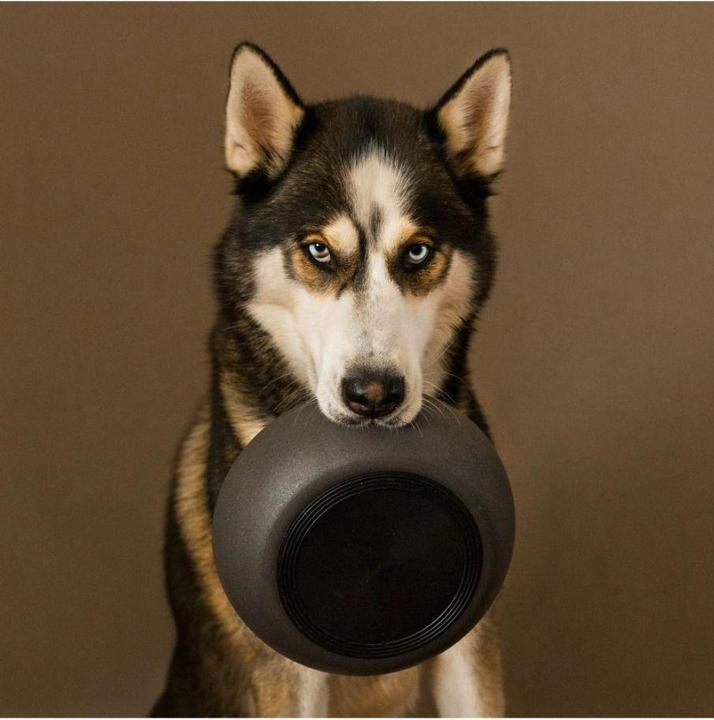 Immagine prodotto District 70 Ciotola per cani in bambù (1 l)