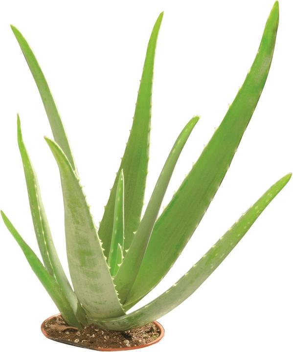 Produktbild Glorex Glycerin-Seife Öko (Hartseife)