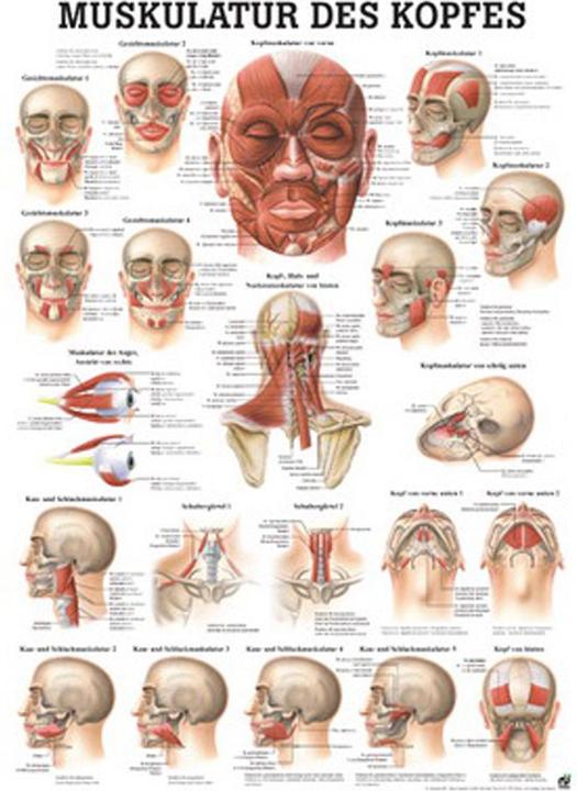 Produktbild Rüdiger Anatomische Lehrtafel Kopfmuskulatur 50 x 70 cm (70 x 70 cm)