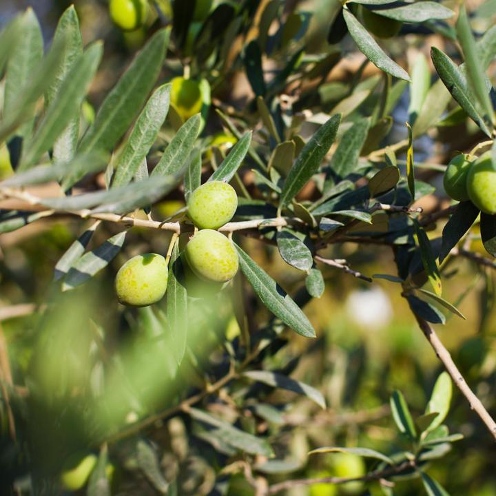 Produktbild Plant in a Box Citrus calamondin, citrus limon, ficus carica, olea - 4er Set Mediterranen Obstbäumen (25 cm)