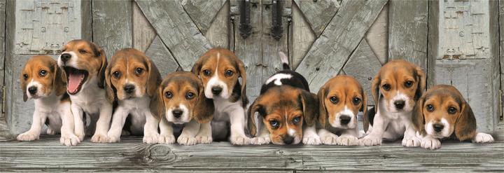 Immagine prodotto Clementoni Puzzle 1000 Panorama Beagles (1000 pezzi)