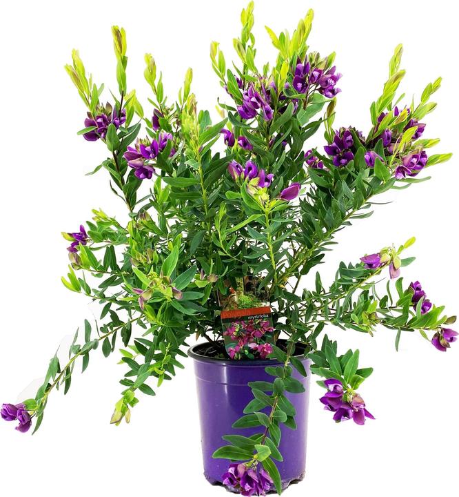 Immagine prodotto Plant in a Box Polygala myrtifolia 'Bibi Pink' - fiore delle farfalle (35 cm)