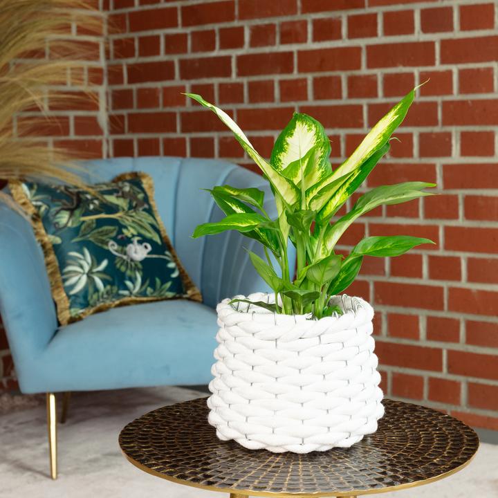 Image du produit Flowerbox Dieffenbachie - Dieffenbachia (35 cm)