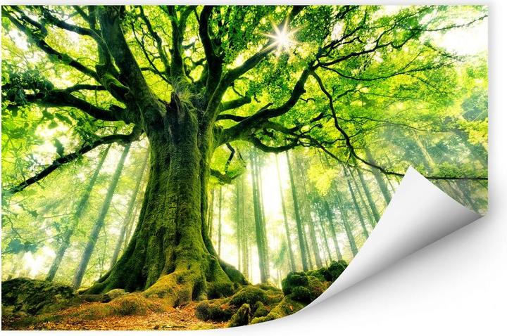 Actual product image Trenddeko Kiciak - Fairy tale forest (100 x 70 cm)
