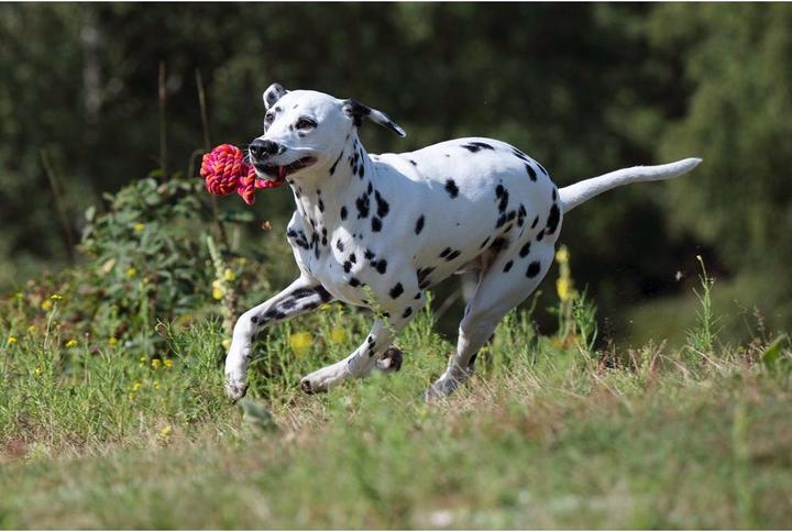 Produktbild Laboni Schleuderball maxi (Ballspielzeug Hund)
