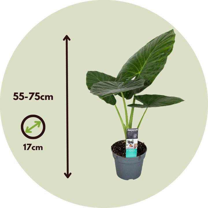 Actual product image Plant in a Box Alocasia Odora - Set of 2 Large Elephant Ear (55 cm)