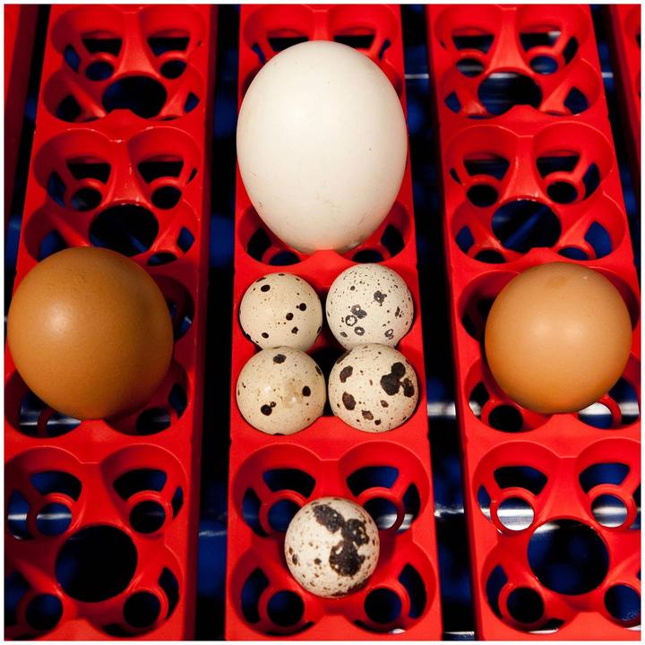 Image du produit Borotto Incubateur automatique Real 2