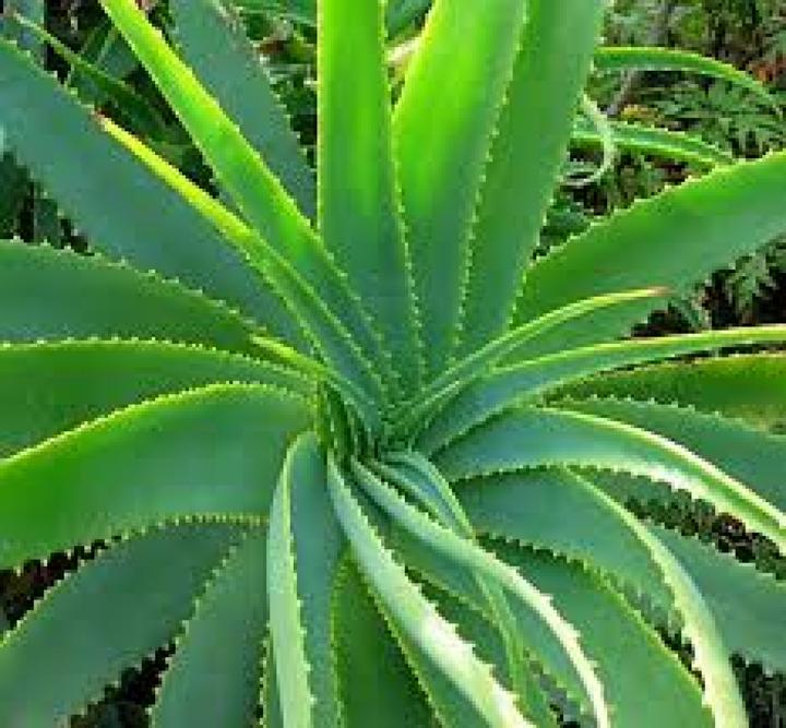 Produktbild Tropica Aloevera (Pflanzensamen)