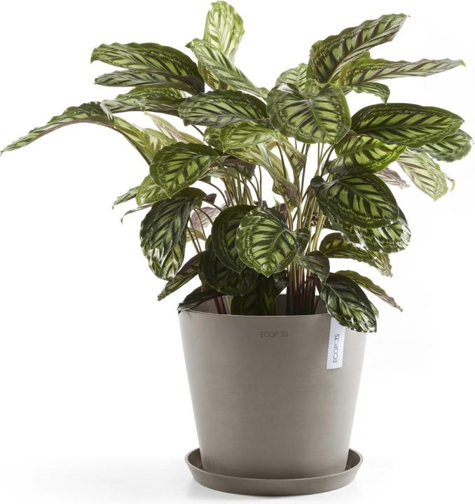 Produktbild Ecopots Amsterdam (50 cm)