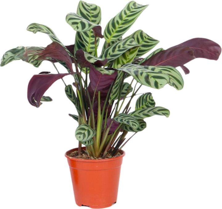 Produktbild Plant in a Box Ctenanthe burle-marxii - Zebrapflanze (25 cm)