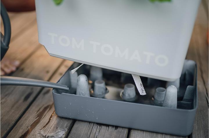 Actual product image Gusta Garden Tom Tomato (35 cm)