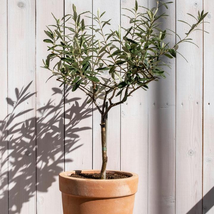 Produktbild Plant in a Box Olea Europaea - 2er Set Olivenbaum (90 cm)