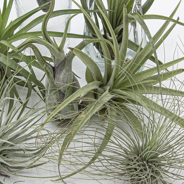 Produktbild Kakteen Gautschi Tillandsia-Set 3 (15 cm)