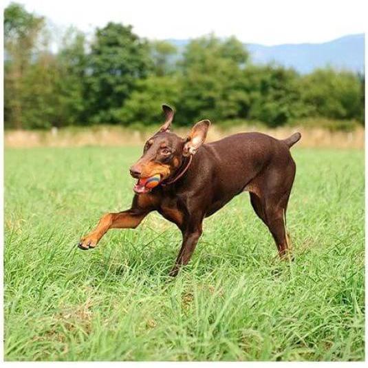 Image du produit Chuckit! Balles en caoutchouc (Jouet à mâcher pour chien)