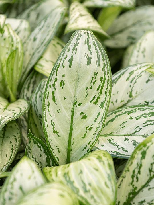Actual product image Mahaloplants Aglaonema Maria Christina (35 cm)