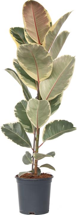 Plant in a Box Ficus Elastica Tineke - Gummibaum (90 cm)