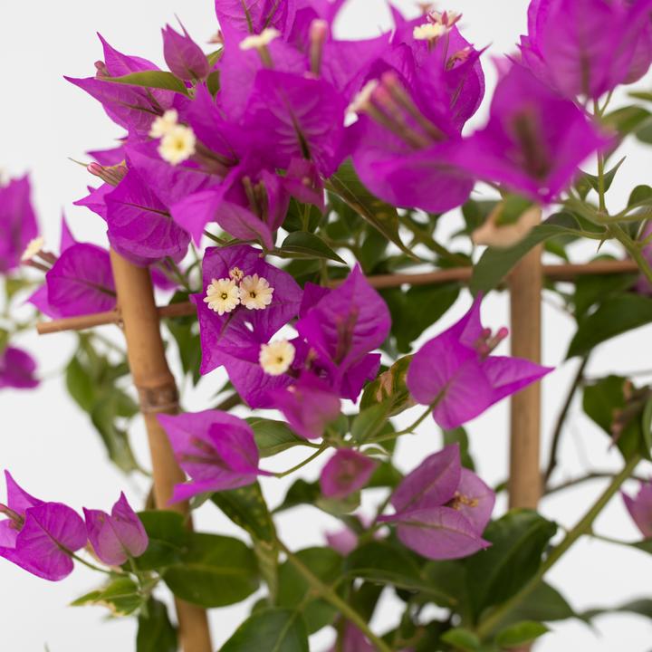Actual product image Plant in a Box Bougainvillea 'Alexandra' - (50 cm)