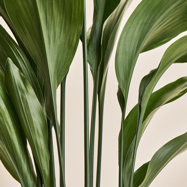 Produktbild Mary and Plants Schusterpalme (95 cm)