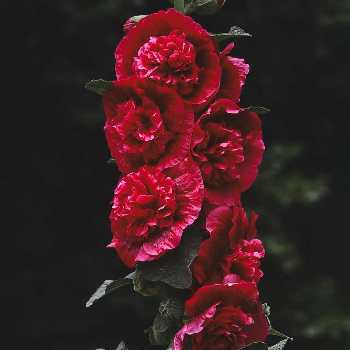 Immagine prodotto Plant in a Box Alcea rosea 'Spring celebrities' Rosso cremisi, limone, viola - Miscuglio di 6 piante (25 cm)