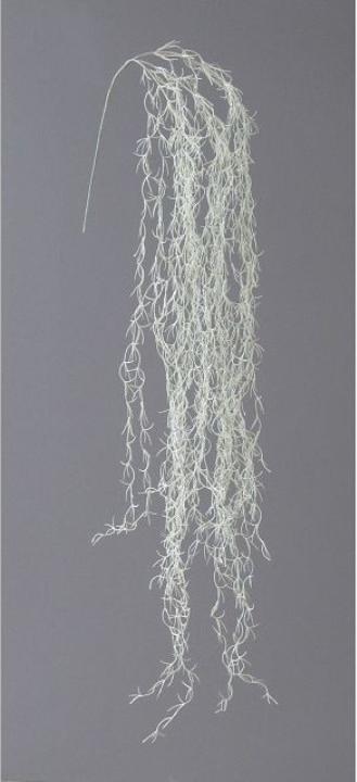 Immagine prodotto Gasper Tillandsia