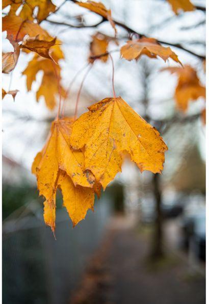 Immagine prodotto Samyang AF 35mm F1.4 P Sony E (Sony E, Full-frame)