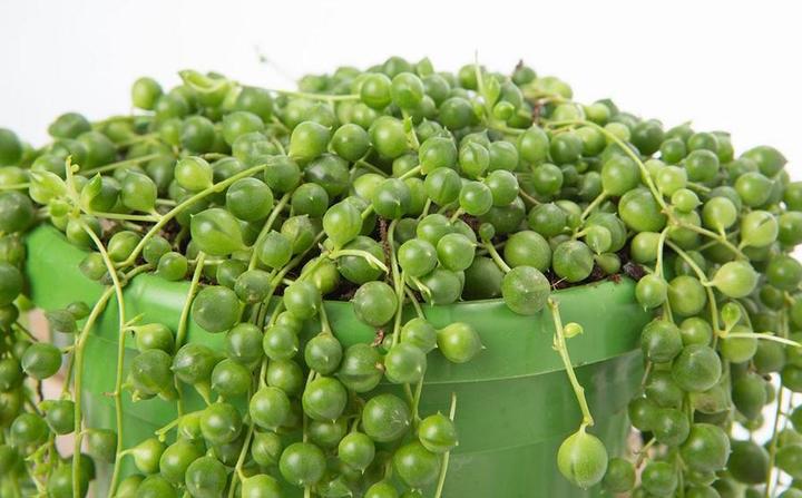 Actual product image VEG and the City Jais (peas on the ribbon Senecio rowleynanus) (25 cm)