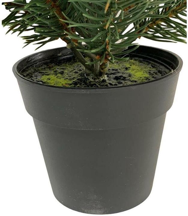 Actual product image Botanic-Haus Fir tree in pot