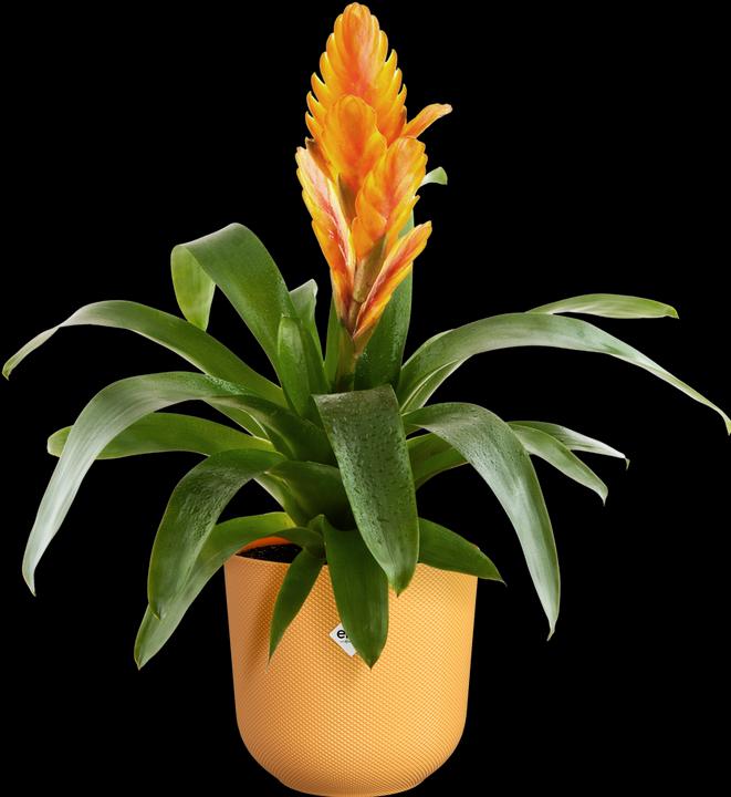 Immagine prodotto Elho Giro di Jazz (14 cm)