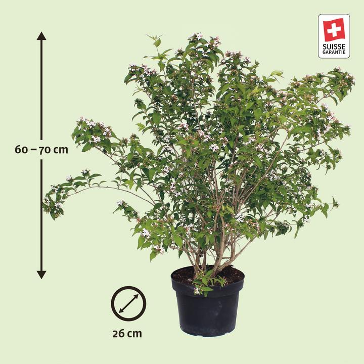 Produktbild Zulauf Koreanische Duft - Abelie / Abelia mosanensis (70 cm)