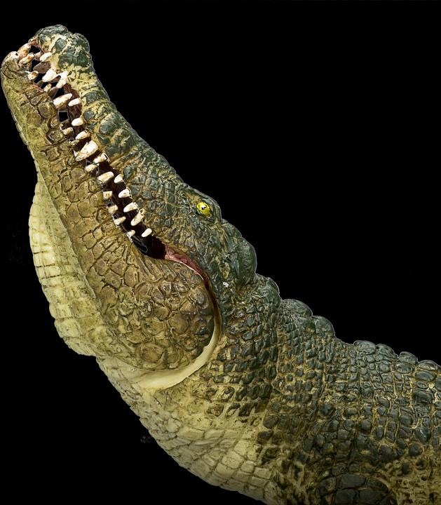 Actual product image Mojo Crocodile with bewgl. jaws