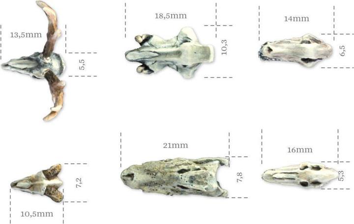 Actual product image Tabletop-Art Accessories Animals Skulls Set 6 pieces (Plastic)