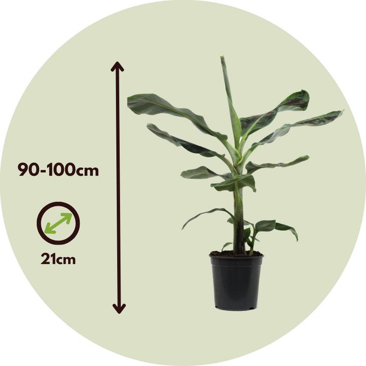 Actual product image Plant in a Box Musa Dwarf Cavendish - (90 cm)