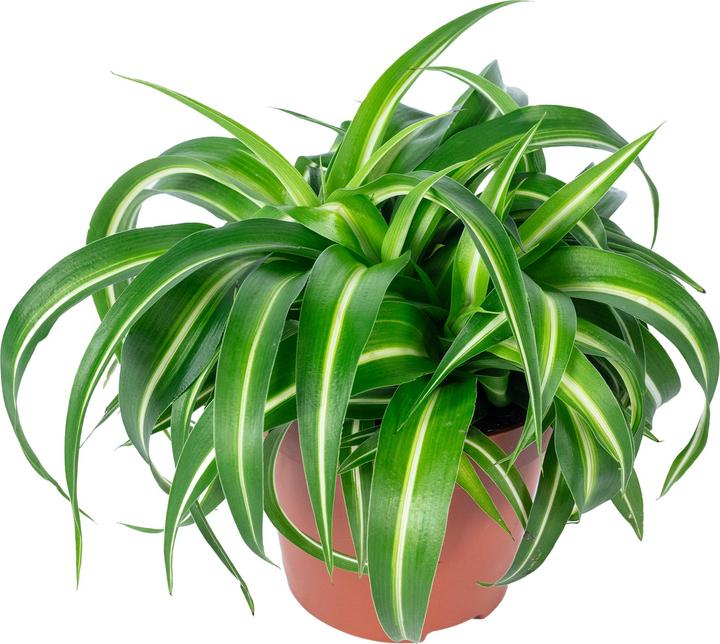 Image du produit Flowerbox Lis vert "Bonnie" - Chlorophytum Comosum (25 cm)
