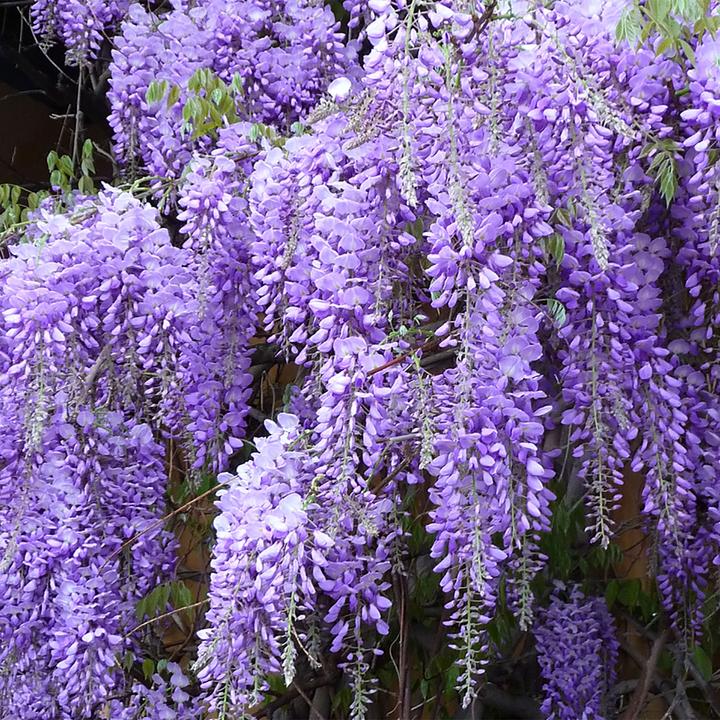 Immagine prodotto Flowerbox Set di 3 viti blu cinesi - Wisteria Sinensis 'Prolific (65 cm)