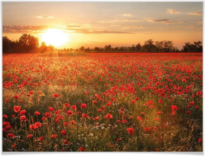 Actual product image Trenddeko Poppy field in sunset (30 x 40 cm)