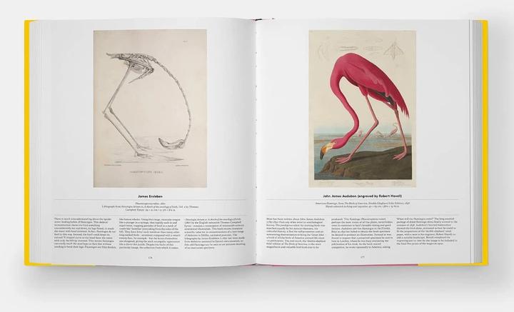 Produktbild Bird (Englisch, Katrina van Grouw, Phaidon Editors, Jen Lobo, 2021)