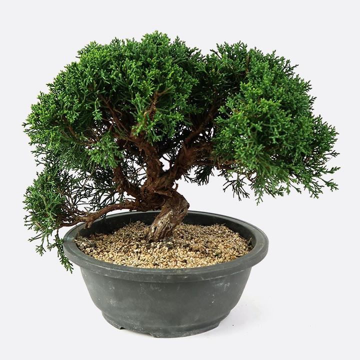 Produktbild Bonsai.ch Juniperus Wacholder